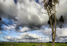 [图]科隆博双响 AC米兰3-2送曼城季前赛两连败.